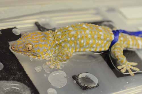 A Tokay gecko (Gekko gecko) clings to a smooth hydrophobic (water repellent) surface submerged underwater.: Small harnesses (blue ribbons) are secured around the waist of the gecko and are attached to a force sensor which logs the force a gecko can stick as it is slowly slid backwards at a controlled rate. As the gecko cling to the surface the sensor reads higher and higher forces until all four feet slip, which is recorded by researchers as the maximum force a gecko can sustain. Unlike results on hydrophilic glass (a "water loving" surface) geckos stuck equally well on the smooth hydrophobic surface underwater as they did when the surface was dry and tested in air. This suggests that geckos are able to maintain adhesion to wet hydrophobic surfaces in their natural environment like wet leaves and other plant structures. Text Alyssa Stark, Photograph courtesy of University of Akron